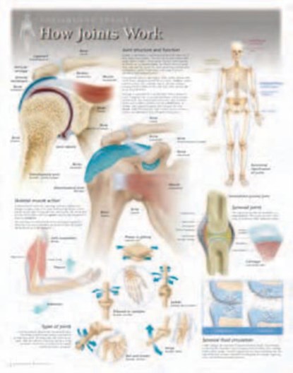 How Joints Work Laminated Poster, Scientific Publishing - Gebonden - 9781935612018