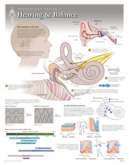 Hearing & Balance Laminated Poster, Scientific Publishing - Gebonden - 9781935612070