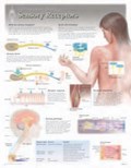 Sensory Receptors Laminated Poster | Scientific Publishing | 