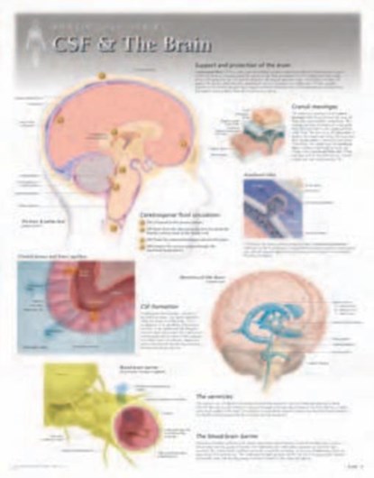 CSF & the Brain Laminated Poster, Scientific Publishing - Gebonden - 9781935612131