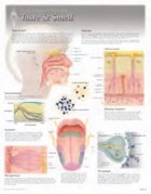 Taste & Smell Laminated Poster | Scientific Publishing | 