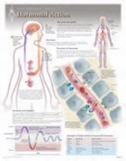 Hormonal Action Laminated Poster | Scientific Publishing | 