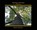 Dancing with Trees, Benny Graves - Gebonden - 9781941644553