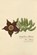 Stapelia Mixta, Dr. Mises - Paperback - 9781962728010