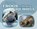 Frozen Frogs and Sleeping Squirrels: Animals in Winter, Joanne Mattern - Paperback - 9781962981033