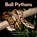 Ball Pythons, Jessica Lee Anderson - Paperback - 9781964078311