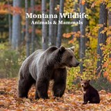 Marie, K: Montana Animals and Mammals Wildlife Book - Kinsey Marie ; Billy Grinslott - 9781965098721
