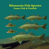 Marie, K: Minnesota Game Fish and Panfish Species Kids Book - Kinsey Marie - 9781965098783