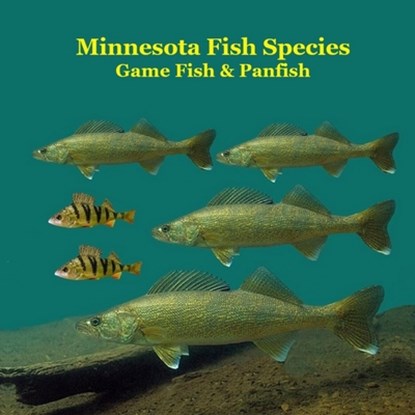 Minnesota Game Fish and Panfish Species Kids Book: Great Book About the Different Types of Fish in Minnesota, Kinsey Marie - Paperback - 9781965098783