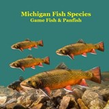 Marie, K: Michigan Game Fish and Panfish Species Kids Book - Kinsey Marie - 9781965098806