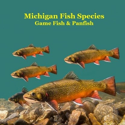 Michigan Game Fish and Panfish Species Kids Book: Great Book About the Different Types of Fish in Michigan, Kinsey Marie - Paperback - 9781965098806