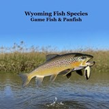 Marie, K: Wyoming Game Fish and Panfish Species Kids Book - Kinsey Marie - 9781965098837