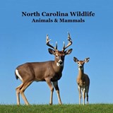 Marie, K: North Carolina Animals and Mammals Kids Wildlife B - Kinsey Marie ; Billy Grinslott - 9781968228439