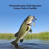 Marie, K: Pennsylvania Game Fish and Panfish Species Kids Bo - Kinsey Marie - 9781968228507