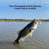 Marie, K: New Hampshire Game Fish and Panfish Species Kids B - Kinsey Marie - 9781968228545