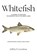 Whitefish, Jeffrey K Leestma - Paperback - 9781968761295
