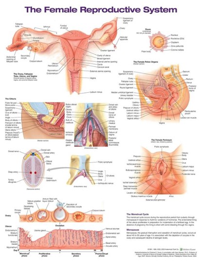 The Female Reproductive System Anatomical Chart, Anatomical Chart Company - Gebonden - 9781975180218