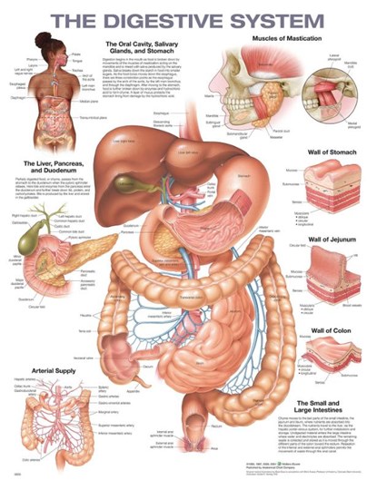 The Digestive System Anatomical Chart, Anatomical Chart Company - Gebonden - 9781975243265