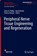 Peripheral Nerve Tissue Engineering and Regeneration, James B. Phillips ; David Hercher ; Thomas Hausner - Gebonden - 9783030210519