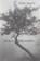 Der Baum blüht trotzdem, Hilde Domin - Gebonden - 9783100153227