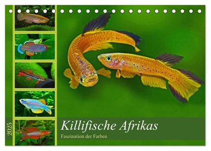 Killifische - Bunte Fische Afrikas (Tischkalender 2025 DIN A5 quer), CALVENDO Monatskalender, Rudolf Pohlmann - Paperback - 9783435555734