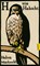 H wie Habicht, Helen Macdonald - Paperback - 9783446286993