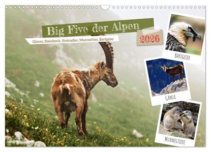 Big Five der Alpen Gämse, Steinbock, Murmeltier, Steinadler, Bartgeier (Wandkalender 2026 DIN A3 quer), CALVENDO Monatskalender, Susan Michel - Paperback - 9783457494714