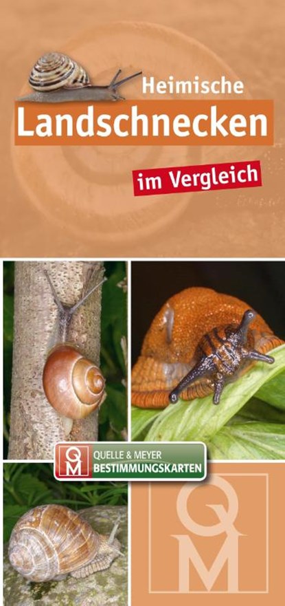 Heimische Landschnecken im Vergleich, Quelle & Meyer Verlag - Paperback - 9783494019932