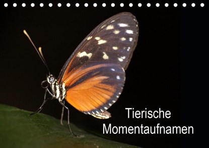 Tierische Momentaufnahmen (Tischkalender 2021 DIN A5 quer), Conny Krakowski - Paperback - 9783671798537