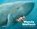 Wanda Walfisch, Davide Cali - Gebonden - 9783715206059