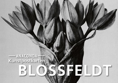 Postkarten-Set Blossfeldt, Karl Blossfeldt - Paperback - 9783730614471