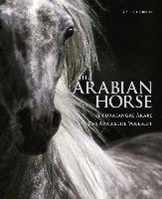 Arabian Horse