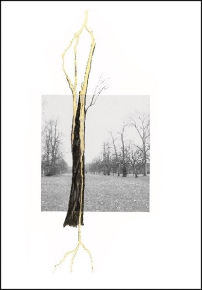 Giuseppe Penone. Thoughts in the Roots, Claude Adjil ; Alexa Chow - Gebonden - 9783753308821