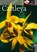 Cattleya, Jürgen Röth - Gebonden - 9783800131532