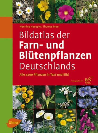 Bildatlas der Farn- und Blütenpflanzen Deutschlands, Henning Haeupler ; Thomas Muer - Gebonden - 9783800149902