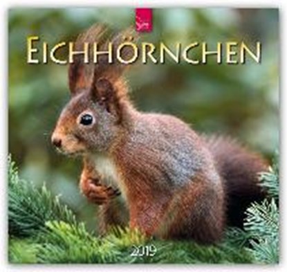 Eichhörnchen 2019, niet bekend - Paperback - 9783800359363