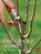 Obstgehölzschnitt, Martin Stangl - Paperback - 9783835418035