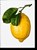 The Gourmand’s Lemon, The Gourmand - Gebonden - 9783836585903