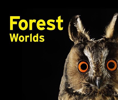 Forest Worlds, Jeanette Schmitz ; Gasometer Oberhausen GmbH - Gebonden - 9783837527650