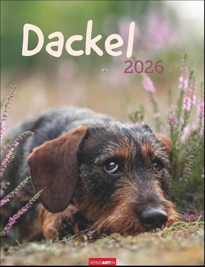 Dackel Kalender 2026, niet bekend - Paperback - 9783839902172