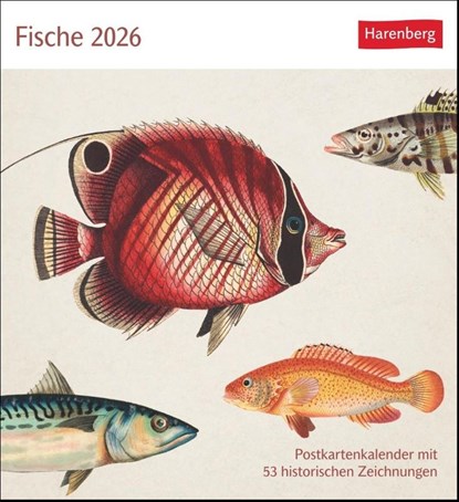 Fische Postkartenkalender 2026 - Postkartenkalender mit 53 historischen Zeichnungen, niet bekend - Paperback - 9783840037917