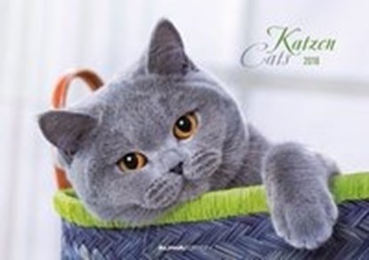 Katzen, niet bekend - Paperback - 9783840783135