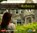 Rebecca, Daphne DuMaurier - AVM - 9783862310210