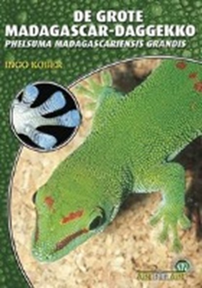 Kober, I: Grote Madagascar-Daggecko (niederl.), KOBER,  Ingo - Paperback - 9783866590359