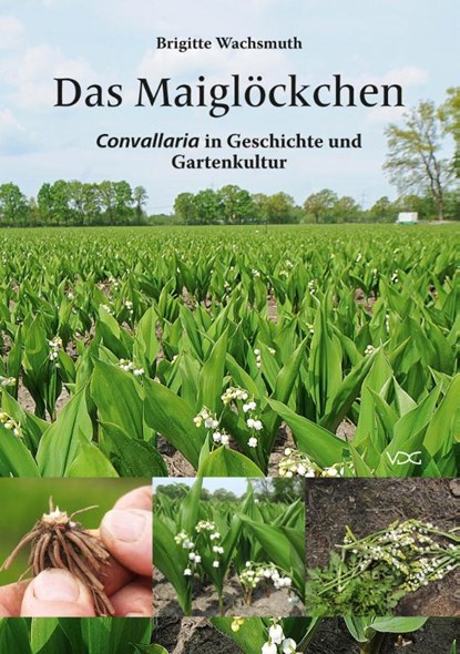 Das Maiglöckchen, Brigitte Wachsmuth - Paperback - 9783897399983