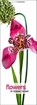 Flowers, Richard Fischer - Paperback - 9783898236287