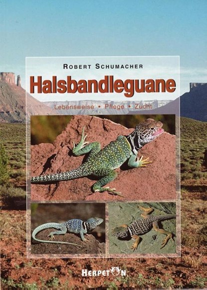 Halsbandleguane, Robert Schumacher - Paperback - 9783936180008