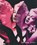 Urs Fischer - Sirens, FISCHER,  Urs - Gebonden - 9783947127214