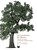DIE GESCHICHTE DER B UME, KEVIN HOBBS DAVID WE - Gebonden - 9783962440800