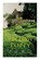 The Yellow Poppy, BROSTER,  D K - Paperback - 9788027340644